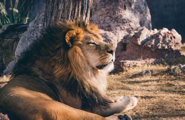 noah-grezlak-66413-unsplash